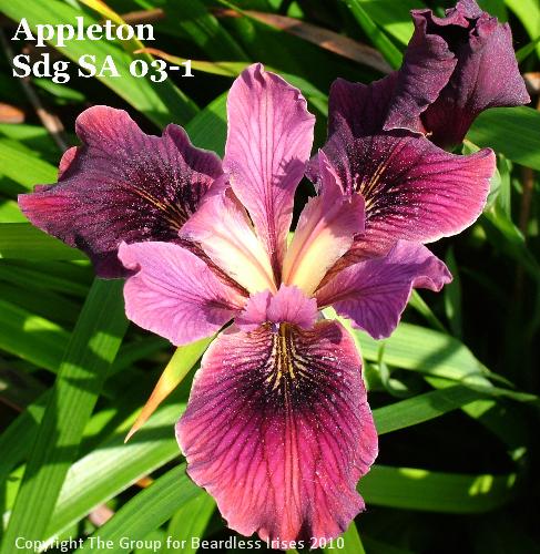 Appleton Sdg SA 03-1 (2)